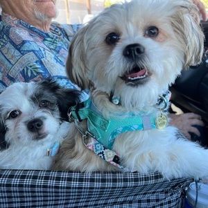 Meet your Posher, Joan